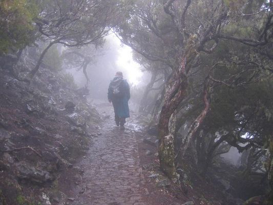 Durch den Wald auf Madeira