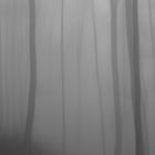 Durch den Wald bei Nebel 