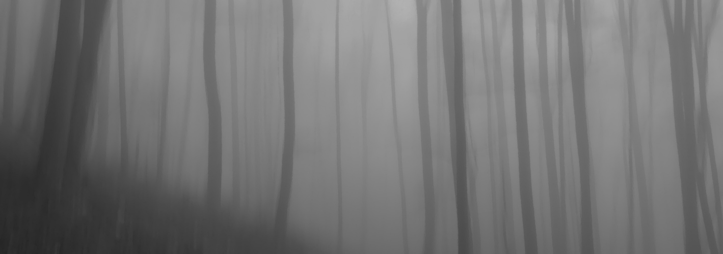 Durch den Wald bei Nebel 