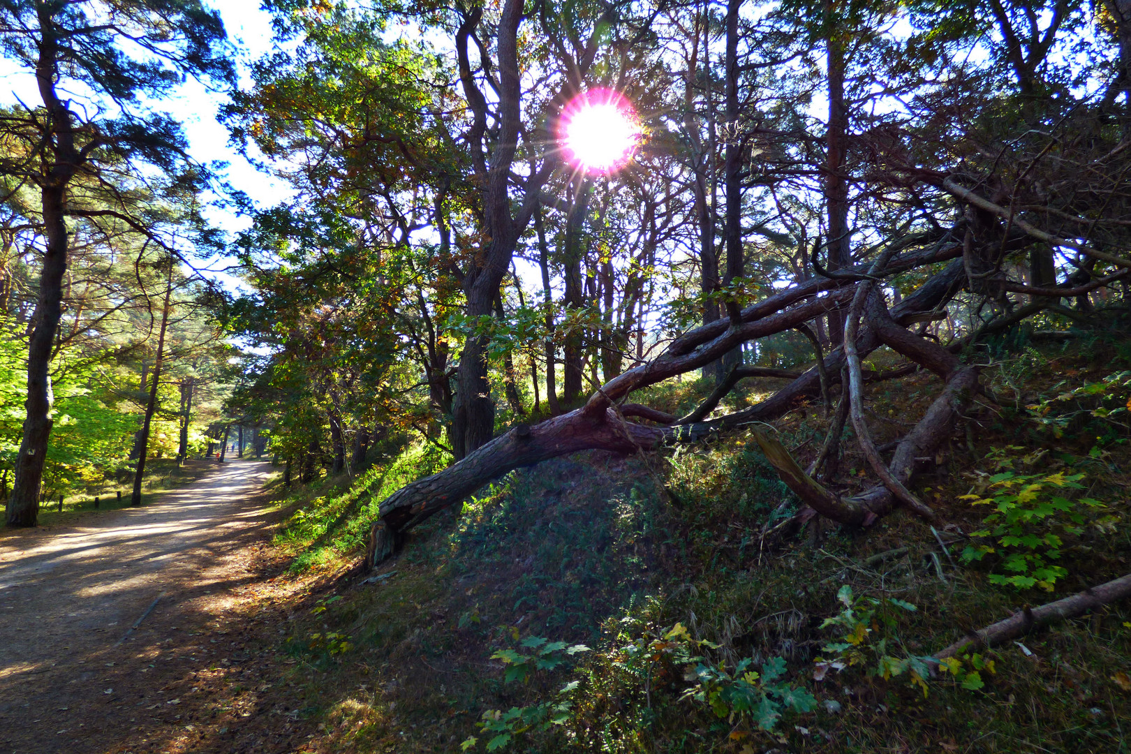 durch den Wald bei Zinnowitz  