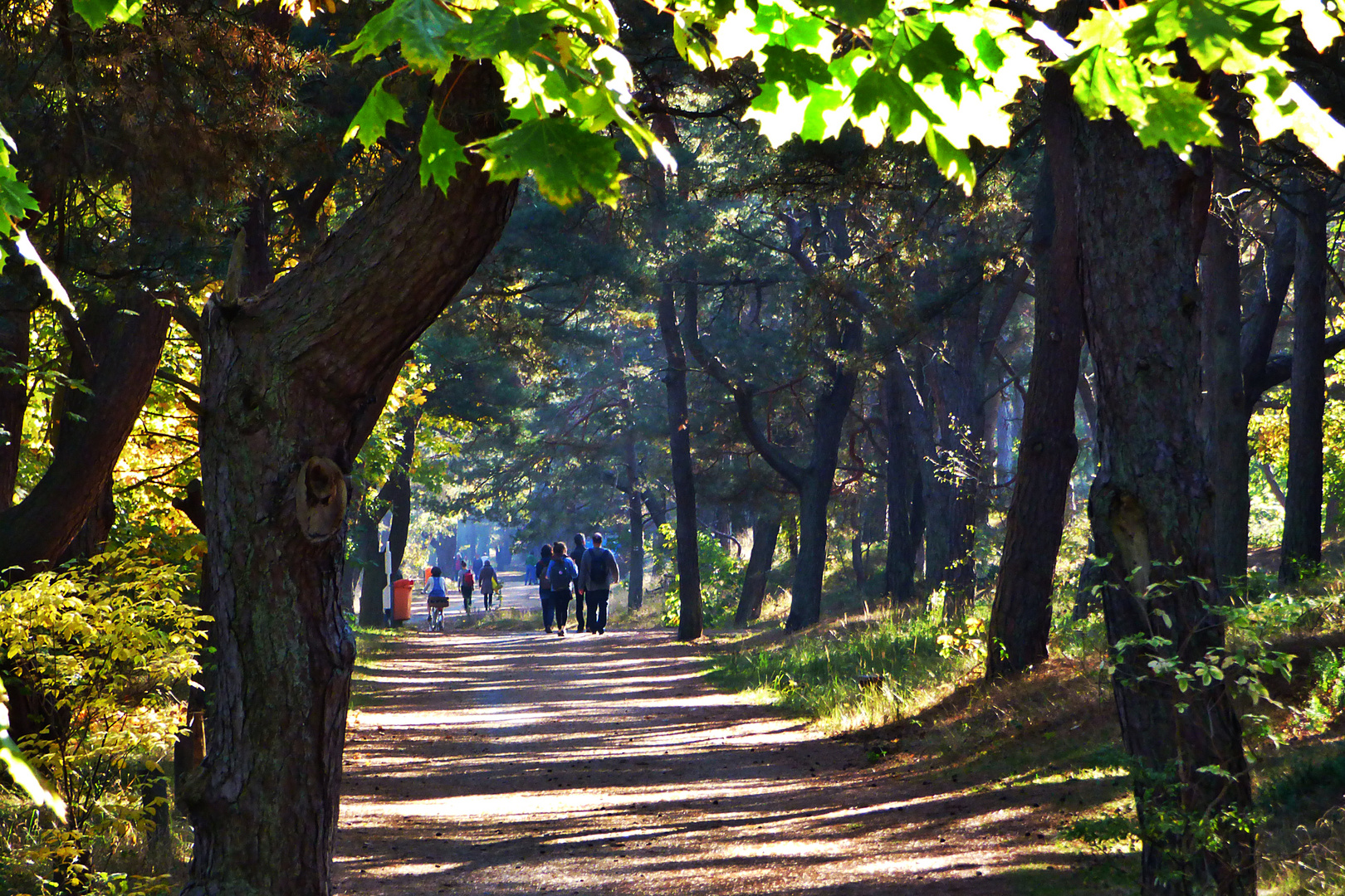 durch den Wald bei Zinnowitz  