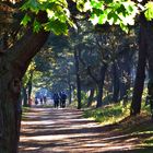 durch den Wald bei Zinnowitz  