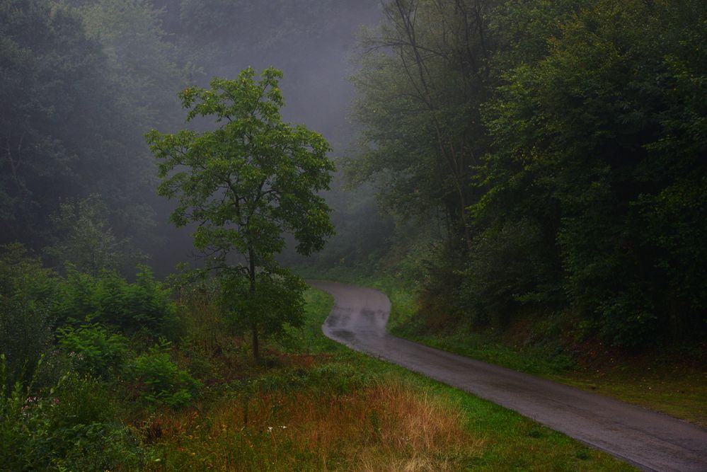 Durch den Wald