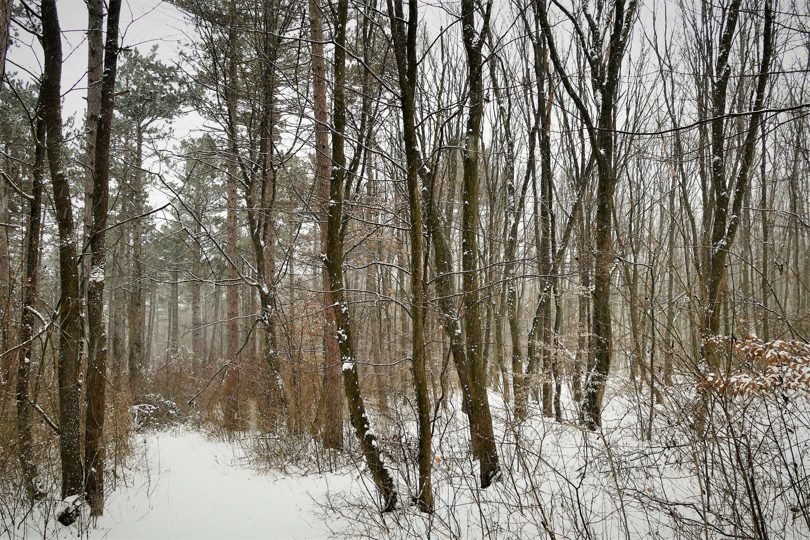 Durch den Wald geschaut