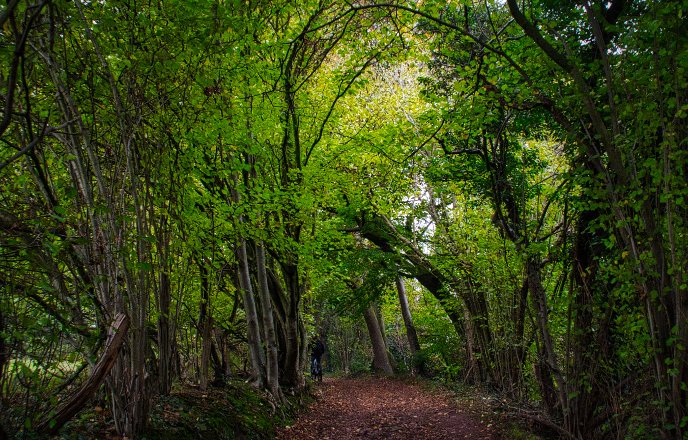 Durch den Wald hindurch....