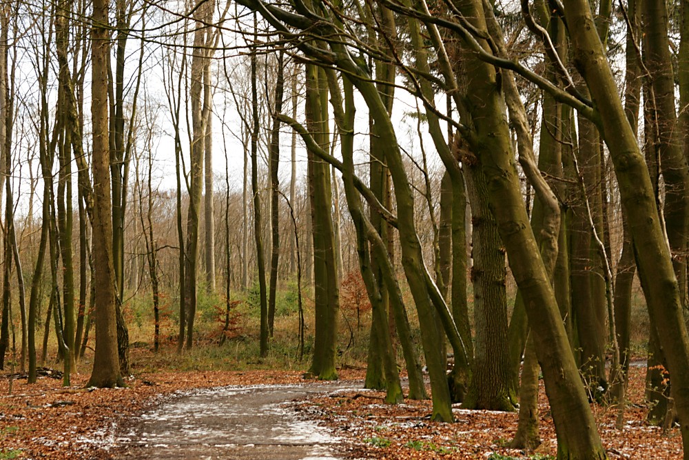 Durch den Wald marschieren