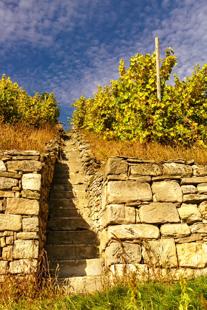 Durch den Weinberg