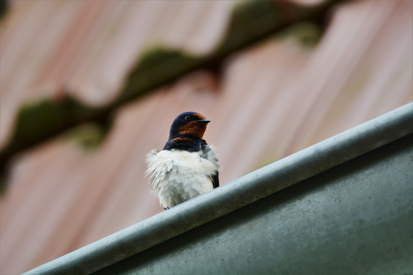 Durch den Wind