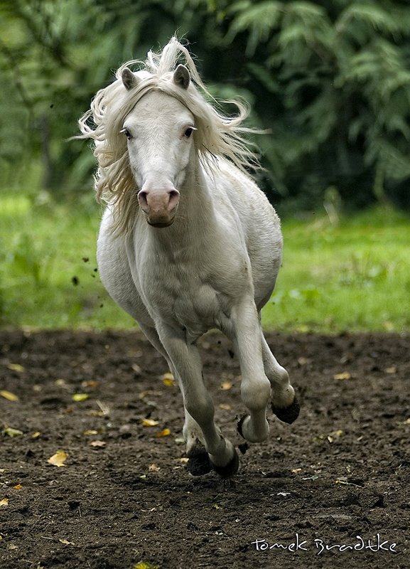 Durch den Wind !