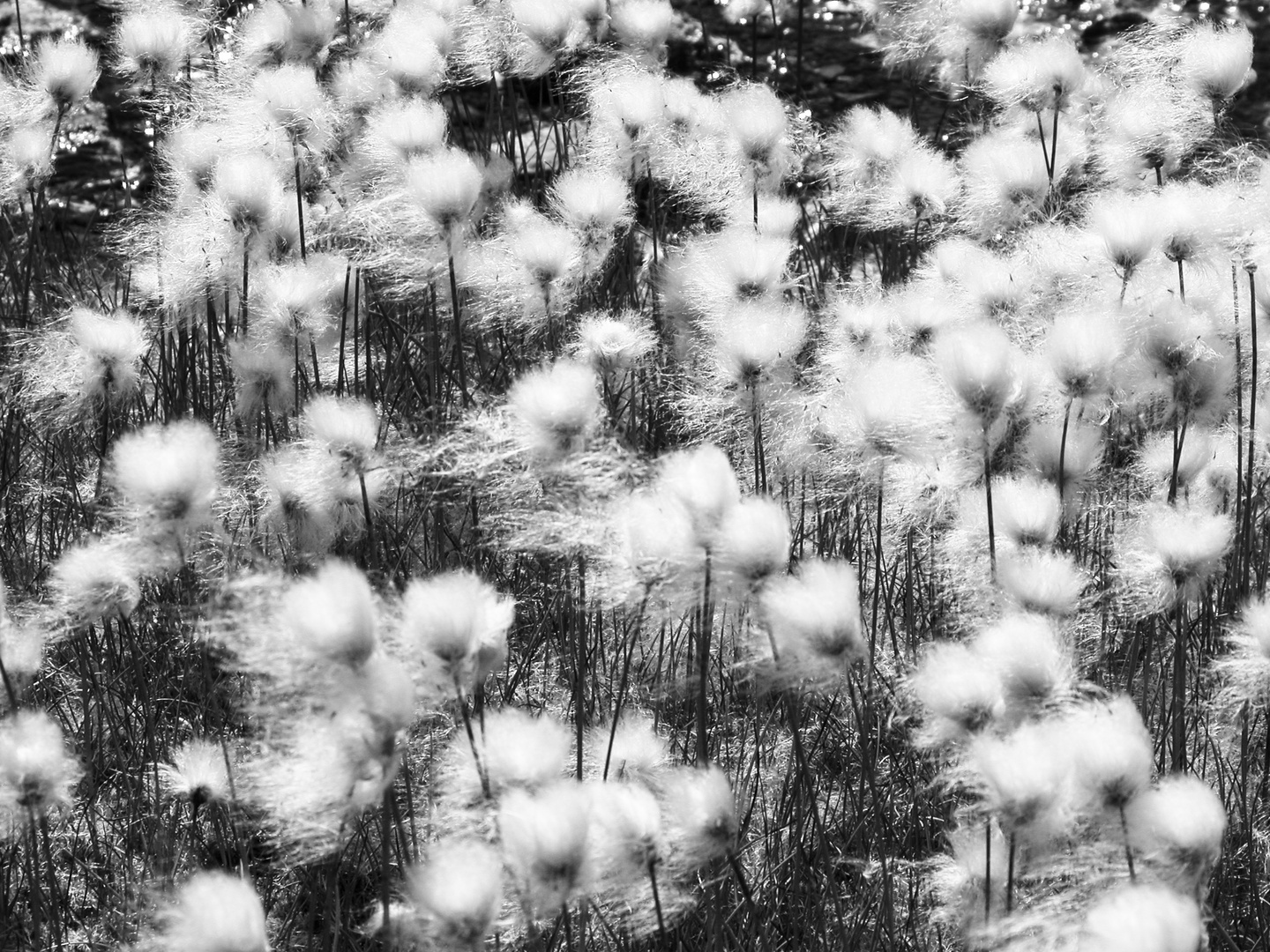 Durch den Wind Foto & Bild pflanzen, pilze & flechten, blüten