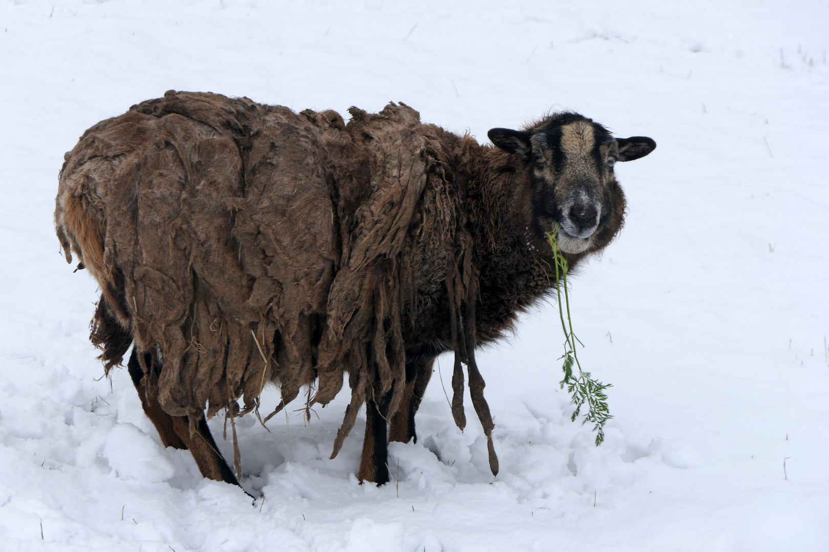 durch den Winter kommen