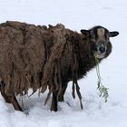 durch den Winter kommen