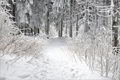 durch den WINTER - Wald