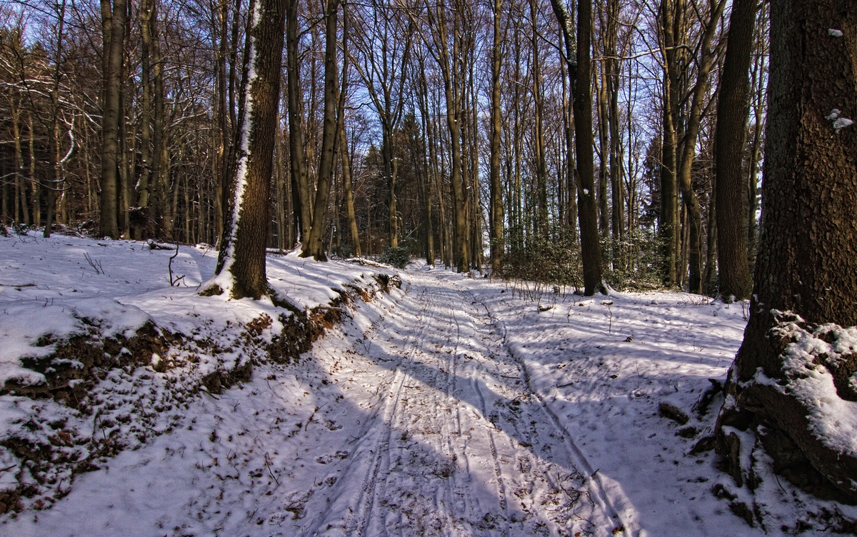 Durch den winterlichen Wald 