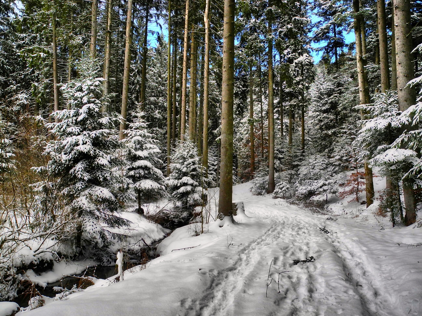 durch den winterwald