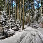 durch den winterwald