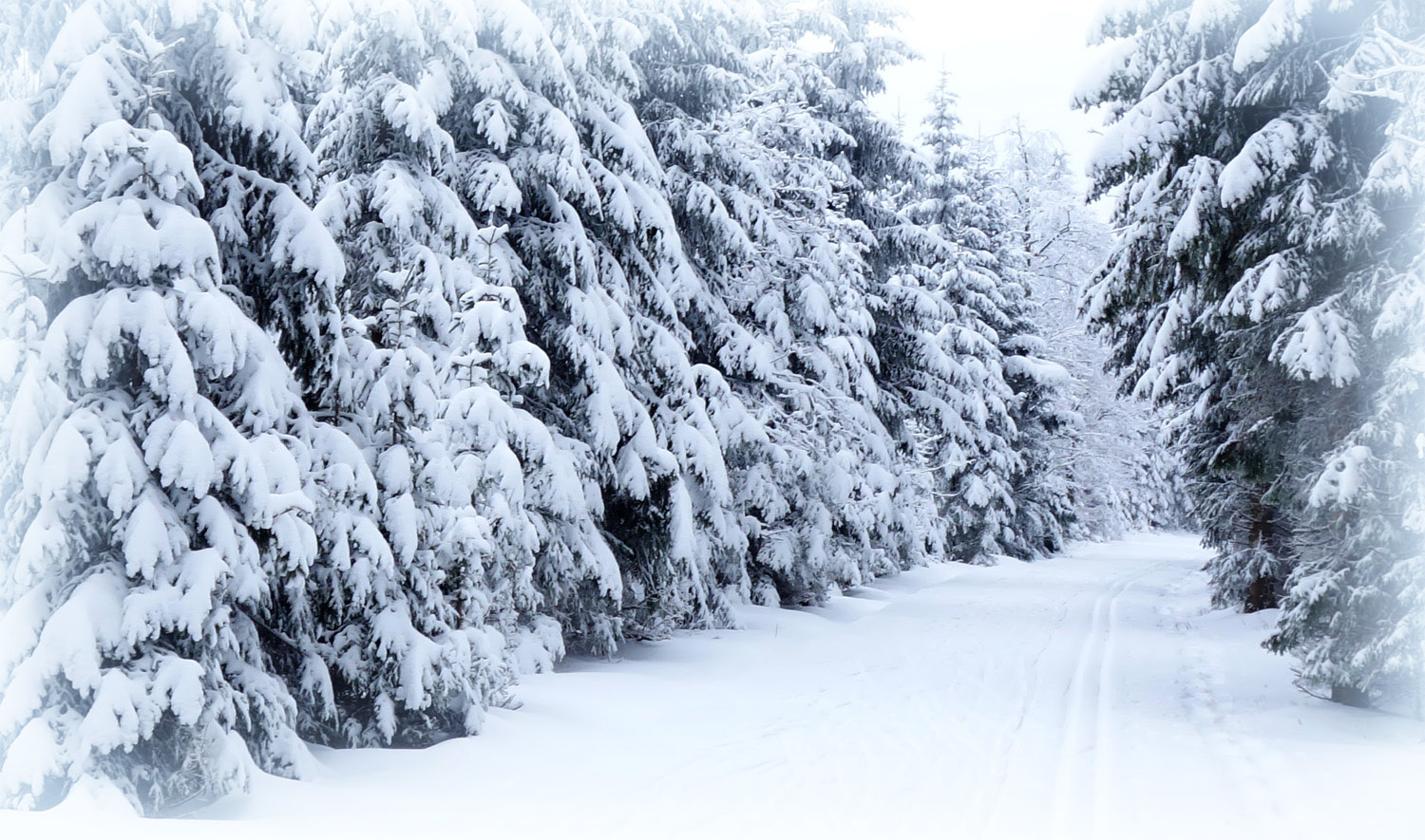 durch den Winterwald