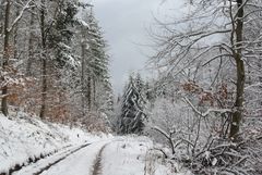 Durch den Winterwald