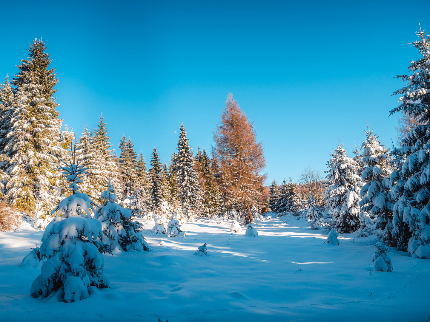 Durch den Winterwald