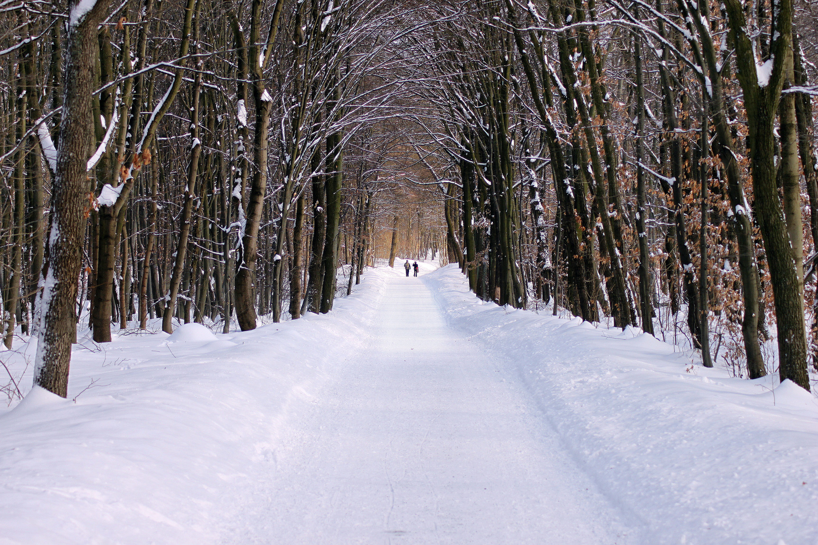 durch den Winterwald ...