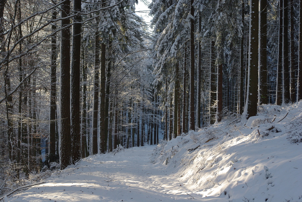 Durch den Winterwald