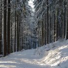 Durch den Winterwald