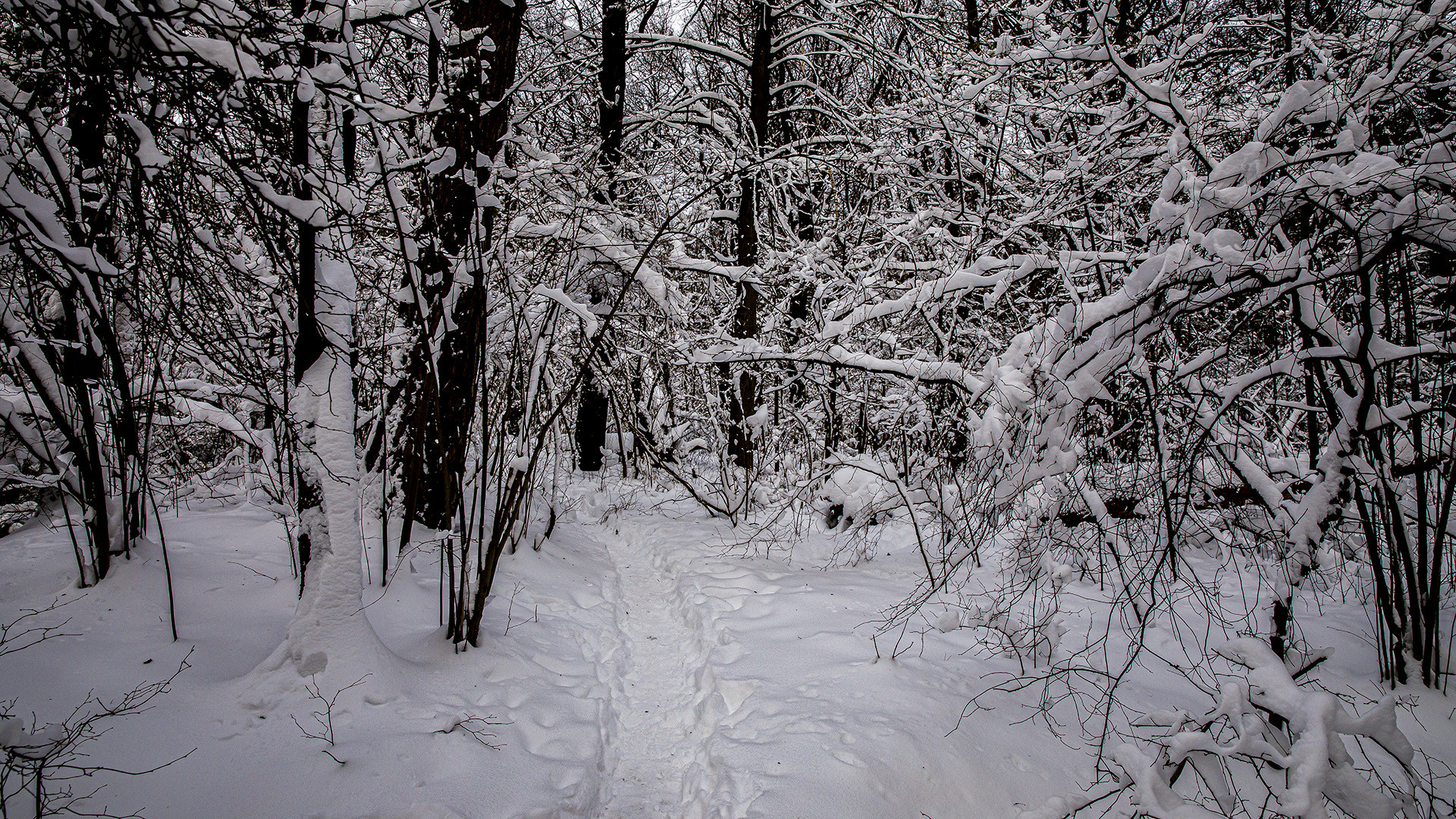 Durch den Winterwald