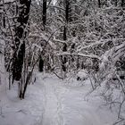 Durch den Winterwald