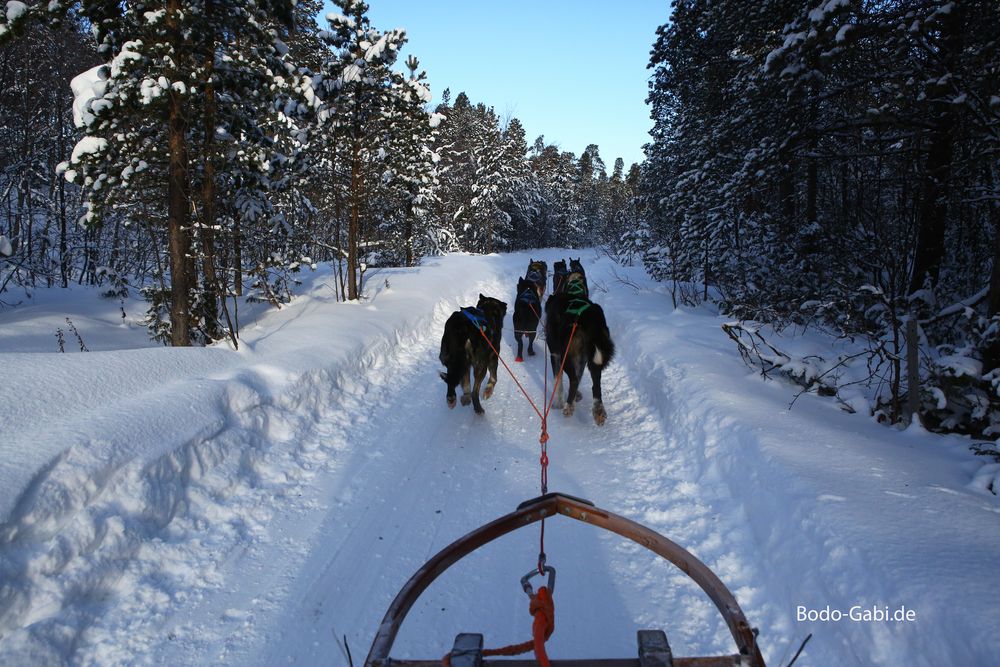 Durch den Winterwald