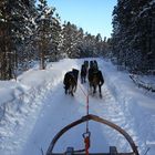 Durch den Winterwald