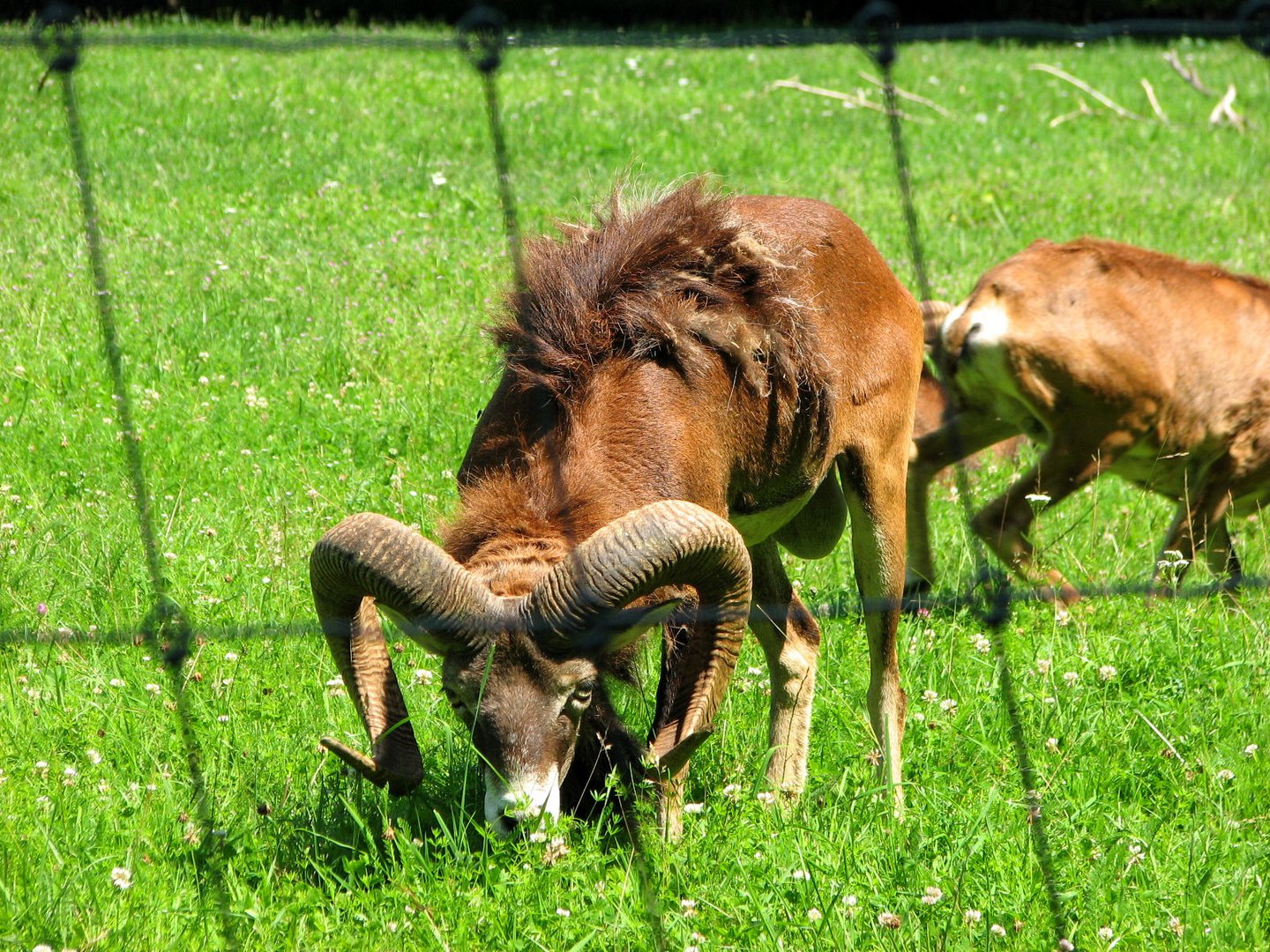 Durch den Zaun