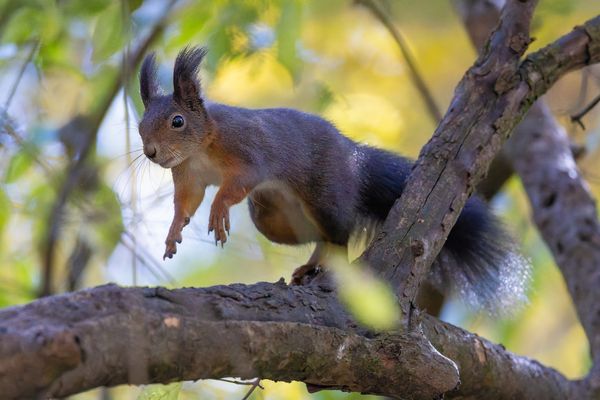 durch die Äste hindurch