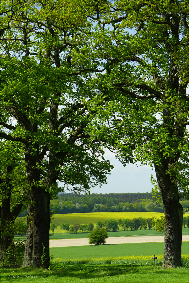 Durch die Bäume