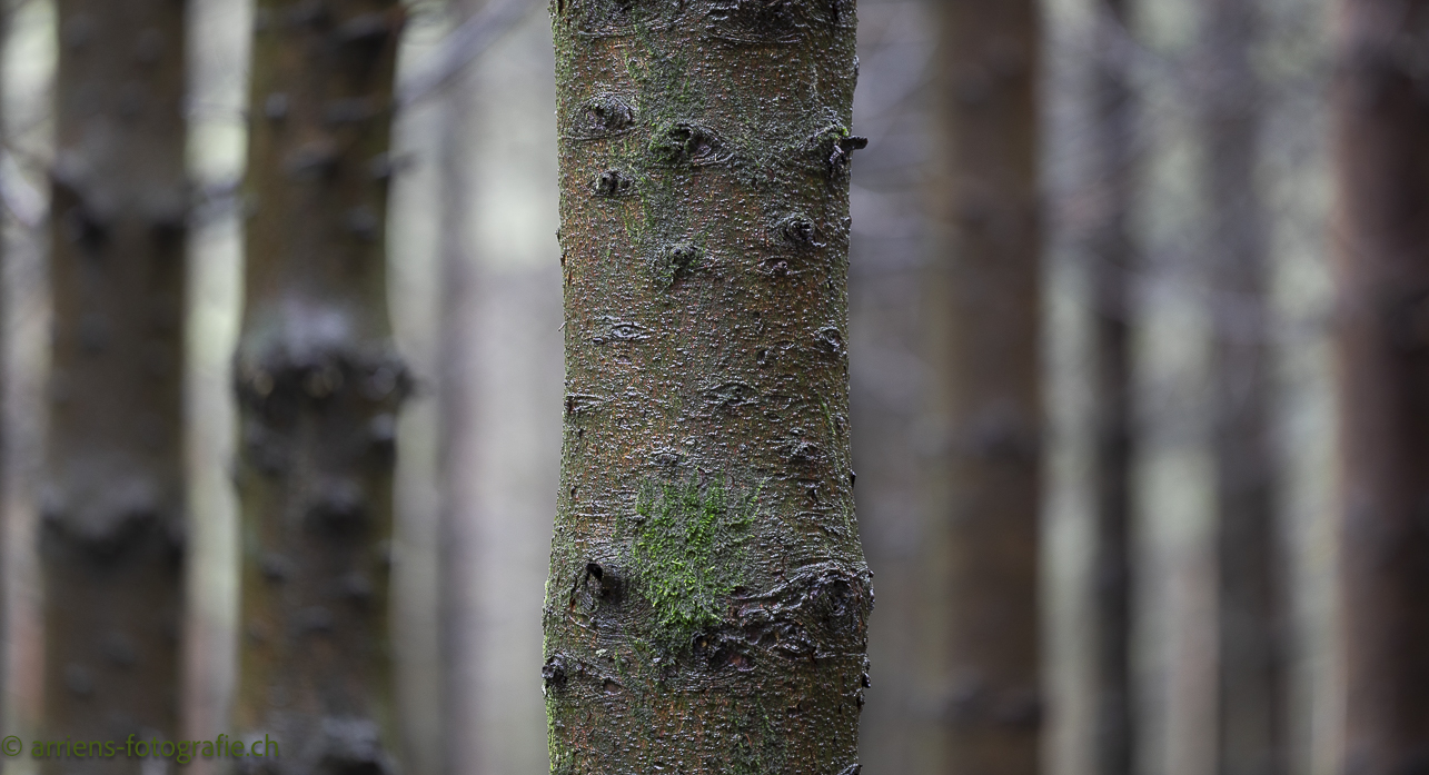 durch die Bäumen sieht man den Wald nicht mehr