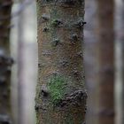 durch die Bäumen sieht man den Wald nicht mehr