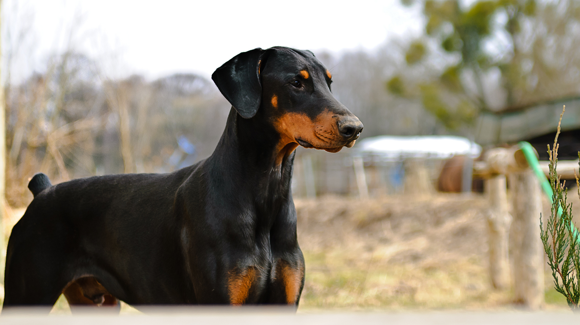 Durch Die Bank Weg Otto Der Dobermann Foto Bild Tiere
