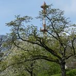 durch die blühenden Bäume blickt man auf den Funkmast