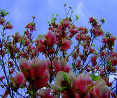 -Durch die Blüte geschaut-