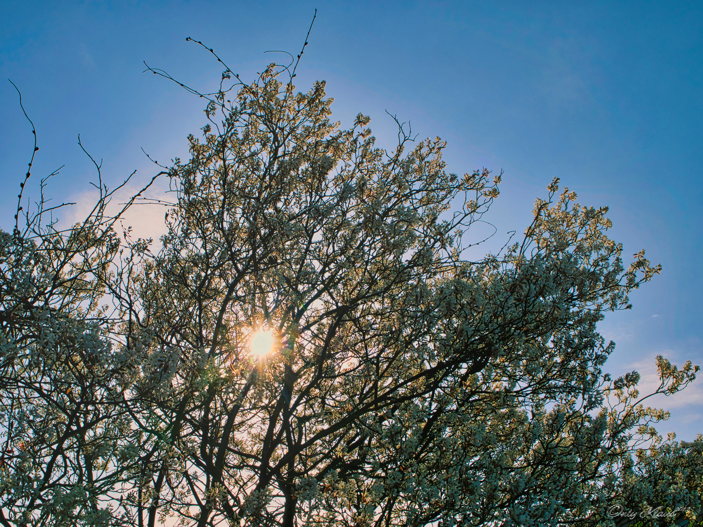 Durch die Blüten