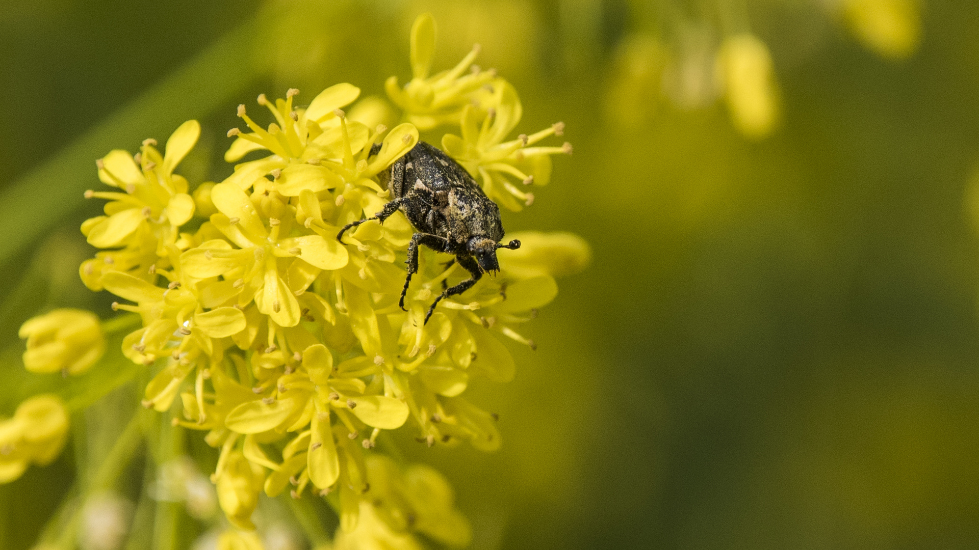 Durch die Blüten kam er gestolpert