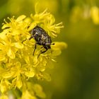 Durch die Blüten kam er gestolpert