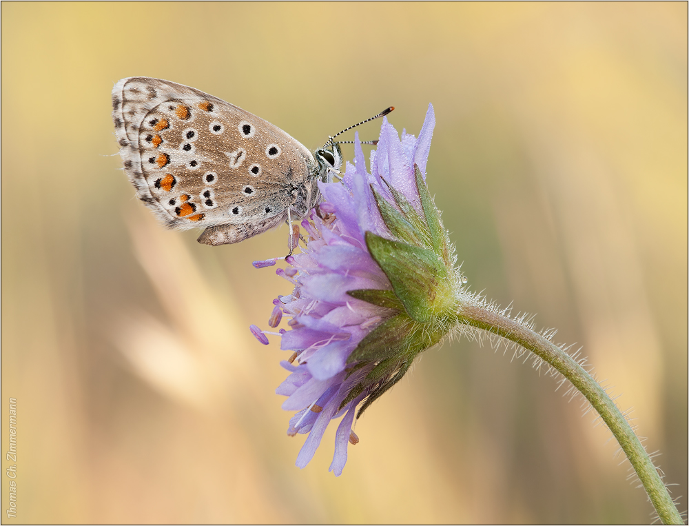 durch die Blume