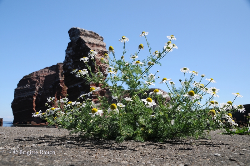 Durch die Blume . . . . (2)