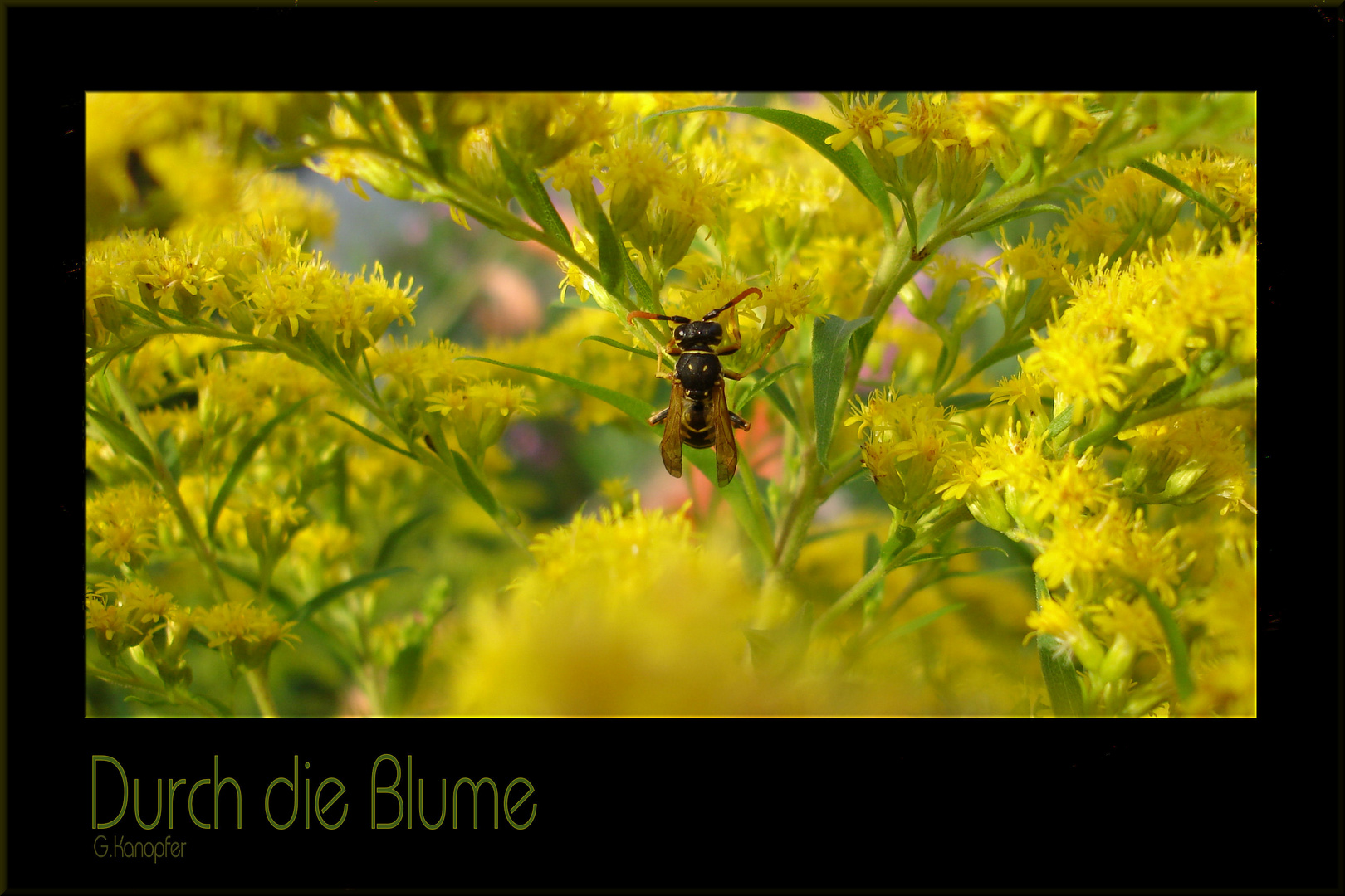 Durch die Blume