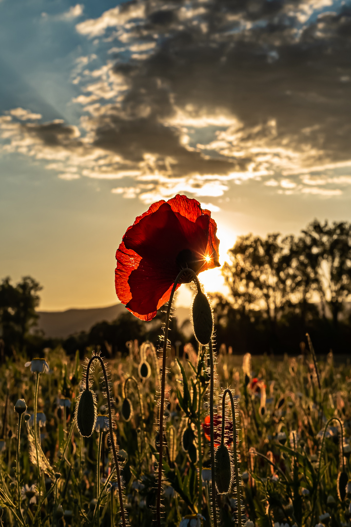 Durch die Blume