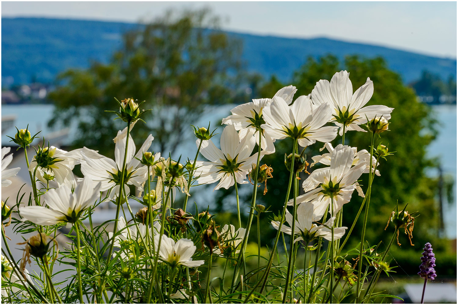 Durch die Blume...