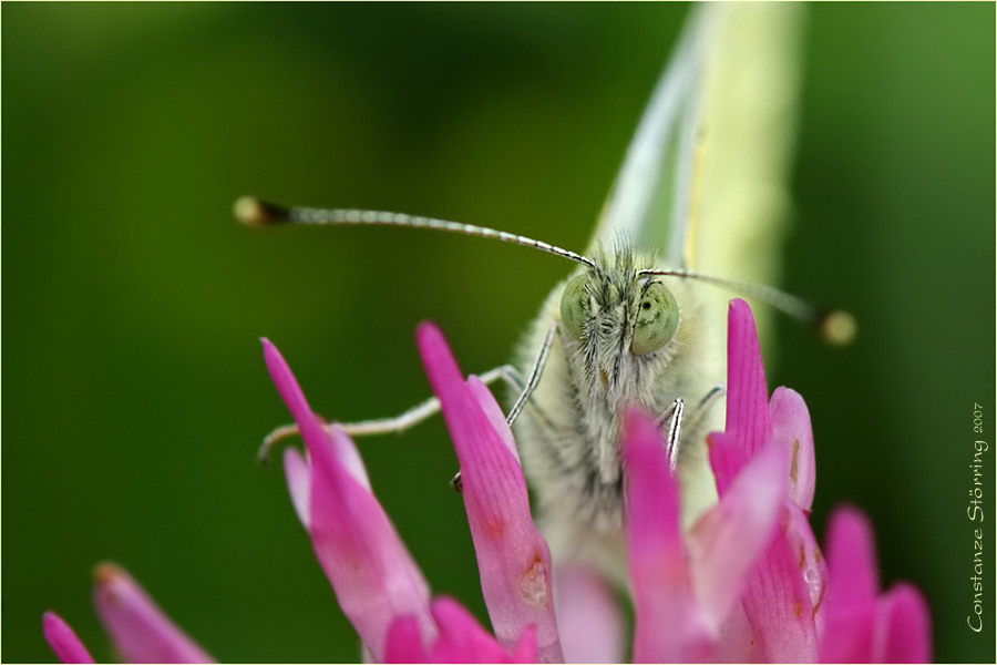 Durch die Blume .............