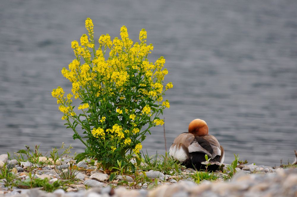 Durch die Blume...