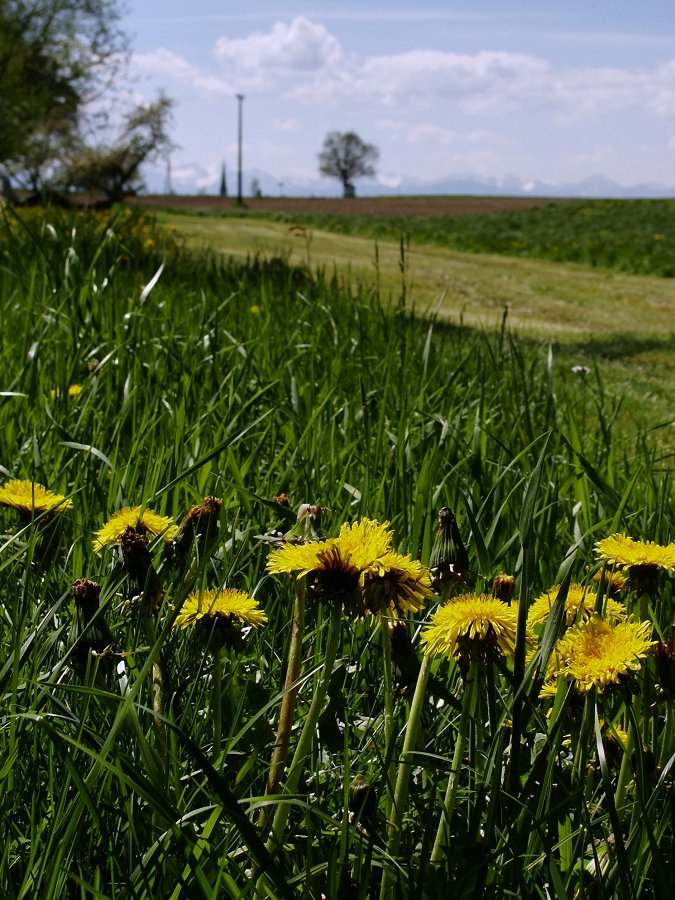 Durch die Blume