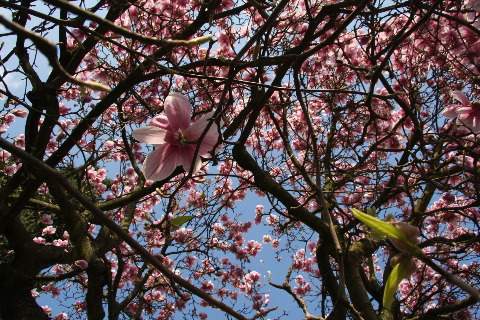 durch die Blume... äm.. die Äste.. ;o)